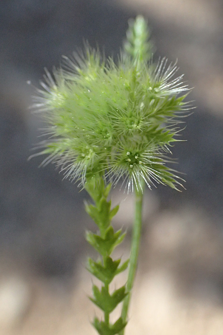 Lagoecia cuminoides \ Hasenk&uuml;mmel / Common Wild Cumin, GR Hymettos 11.4.2024