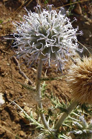 Echinops sphaerocephalus \ Drsenblttrige Kugeldistel, Rundkpfige Kugeldistel / Glandular Globe Thistle, GR Parnitha 1.9.2014