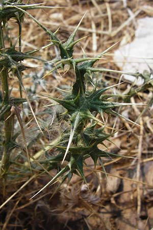 Echinops sphaerocephalus \ Drsenblttrige Kugeldistel, Rundkpfige Kugeldistel / Glandular Globe Thistle, GR Parnitha 1.9.2014