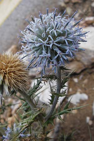 Echinops sphaerocephalus \ Drsenblttrige Kugeldistel, Rundkpfige Kugeldistel / Glandular Globe Thistle, GR Parnitha 1.9.2014