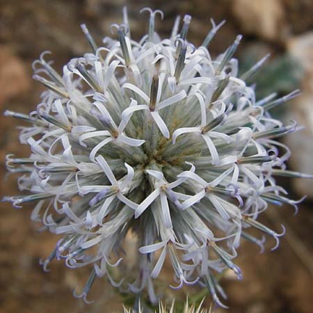 Echinops sphaerocephalus \ Drsenblttrige Kugeldistel, Rundkpfige Kugeldistel / Glandular Globe Thistle, GR Parnitha 1.9.2014