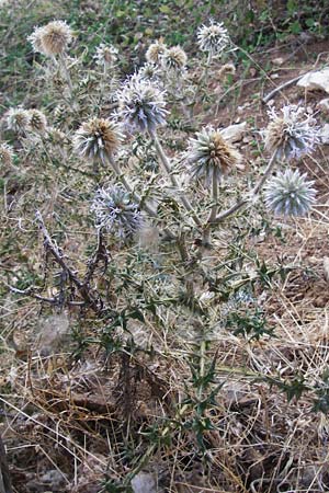 Echinops sphaerocephalus \ Drsenblttrige Kugeldistel, Rundkpfige Kugeldistel / Glandular Globe Thistle, GR Parnitha 1.9.2014