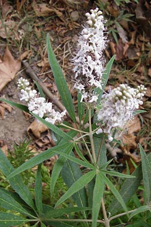 Vitex agnus-castus \ Mnchspfeffer, Keuschbaum / Chaste-Berry Tree, GR Euboea (Evia), Kalianou 29.8.2014