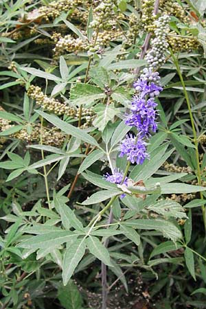 Vitex agnus-castus \ Mnchspfeffer, Keuschbaum / Chaste-Berry Tree, GR Euboea (Evia), Kalianou 29.8.2014