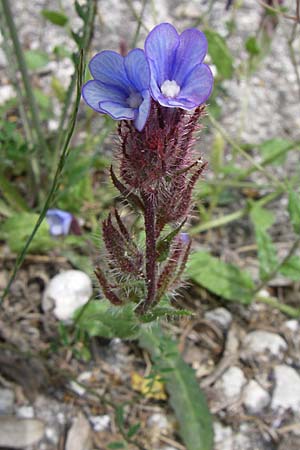 Anchusella cretica \ Kretischer Krummhals / Cretan Bugloss, GR Igoumenitsa 13.5.2008