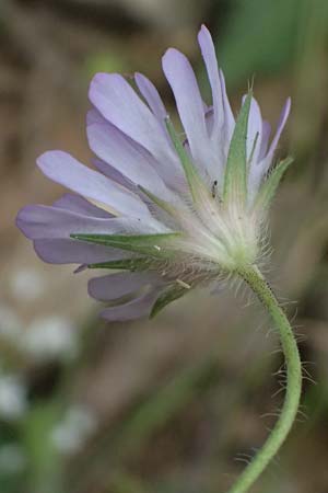 Knautia integrifolia \ Einj&auml;hrige Witwenblume / Whole-Leaved Scabious, GR Peloponnes, Taygetos 27.5.2024