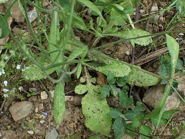 Knautia integrifolia \ Einj&auml;hrige Witwenblume / Whole-Leaved Scabious, GR Peloponnes, Taygetos 27.5.2024