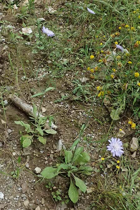 Knautia integrifolia \ Einj&auml;hrige Witwenblume / Whole-Leaved Scabious, GR Peloponnes, Taygetos 27.5.2024