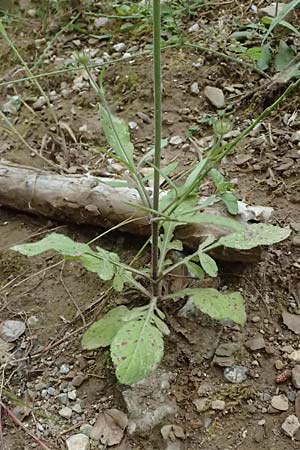 Knautia integrifolia \ Einj&auml;hrige Witwenblume / Whole-Leaved Scabious, GR Peloponnes, Taygetos 27.5.2024