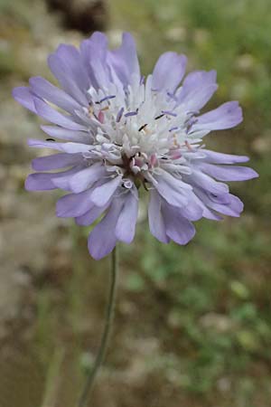 Knautia integrifolia \ Einj&auml;hrige Witwenblume / Whole-Leaved Scabious, GR Peloponnes, Taygetos 27.5.2024