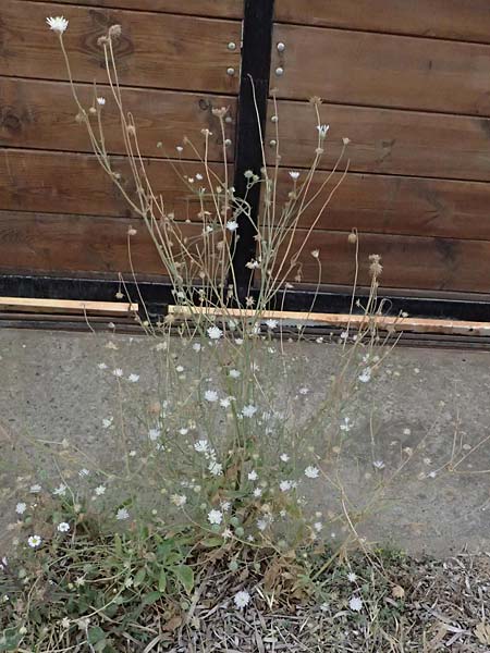 Knautia integrifolia \ Einj&auml;hrige Witwenblume / Whole-Leaved Scabious, GR Peloponnes, Porto Kagio 30.5.2024
