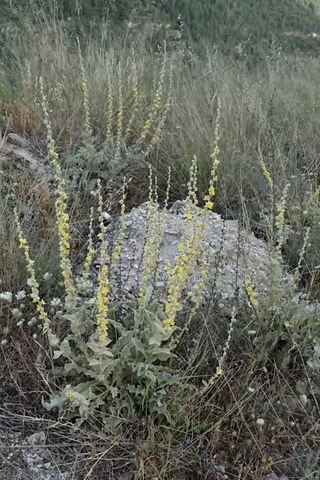 Verbascum undulatum \ Feinwellige K�nigskerze / Wavy-Leaf Mullein, GR Peloponnes, Mt. Kyllini, Evrostina 19.5.2024