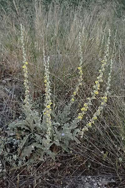 Verbascum undulatum \ Feinwellige K�nigskerze / Wavy-Leaf Mullein, GR Peloponnes, Mt. Kyllini, Evrostina 19.5.2024