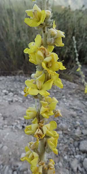 Verbascum undulatum \ Feinwellige K�nigskerze / Wavy-Leaf Mullein, GR Peloponnes, Mt. Kyllini, Evrostina 19.5.2024