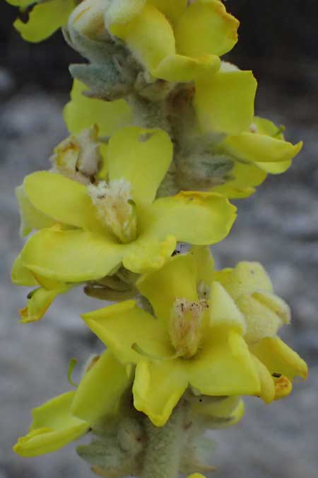 Verbascum undulatum \ Feinwellige K�nigskerze / Wavy-Leaf Mullein, GR Peloponnes, Mt. Kyllini, Evrostina 19.5.2024