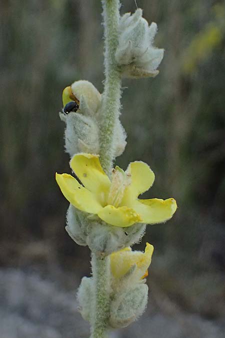 Verbascum undulatum \ Feinwellige K�nigskerze / Wavy-Leaf Mullein, GR Peloponnes, Mt. Kyllini, Evrostina 19.5.2024