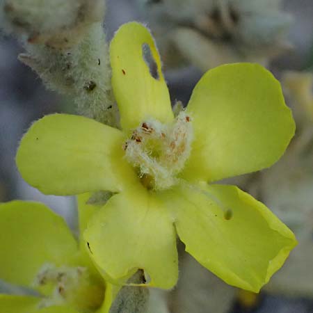 Verbascum undulatum \ Feinwellige K�nigskerze / Wavy-Leaf Mullein, GR Peloponnes, Mt. Kyllini, Evrostina 19.5.2024