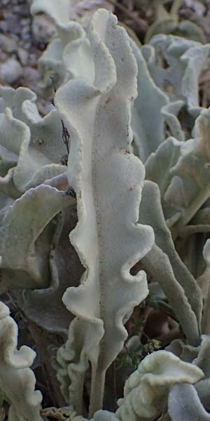 Verbascum undulatum \ Feinwellige K�nigskerze / Wavy-Leaf Mullein, GR Peloponnes, Mt. Kyllini, Evrostina 19.5.2024