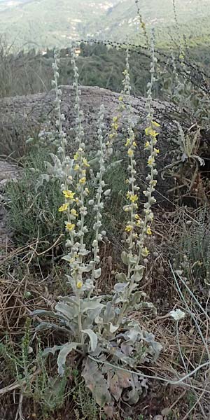 Verbascum undulatum \ Feinwellige K�nigskerze / Wavy-Leaf Mullein, GR Peloponnes, Mt. Kyllini, Evrostina 19.5.2024