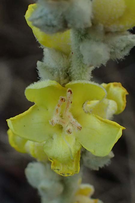 Verbascum undulatum \ Feinwellige K�nigskerze / Wavy-Leaf Mullein, GR Peloponnes, Mt. Kyllini, Evrostina 19.5.2024