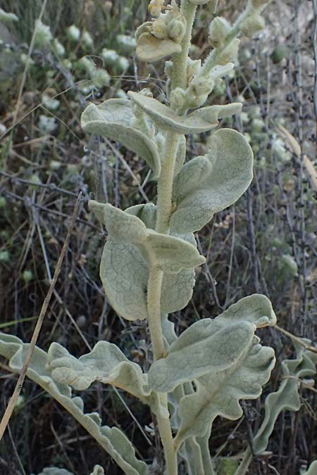 Verbascum undulatum \ Feinwellige K�nigskerze / Wavy-Leaf Mullein, GR Peloponnes, Mt. Kyllini, Evrostina 19.5.2024