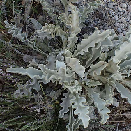 Verbascum undulatum \ Feinwellige K�nigskerze / Wavy-Leaf Mullein, GR Peloponnes, Mt. Kyllini, Evrostina 19.5.2024