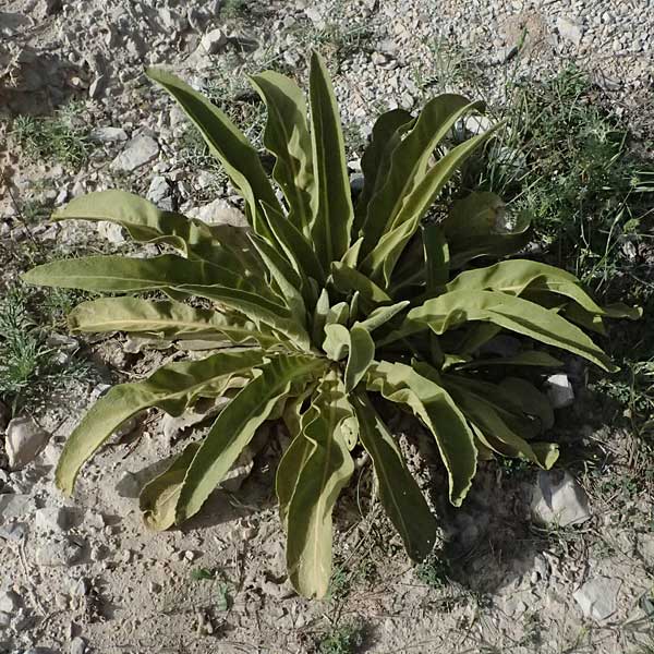 Verbascum speciosum subsp. megaphlomos \ Riesen-K�nigskerze / Giant Mullein, GR Peloponnes, Mt. Kyllini, Ziria 21.5.2024
