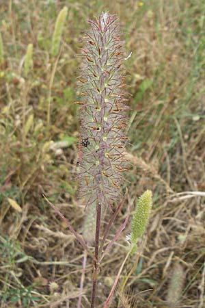 Trifolium angustifolium \ Schmalbl�ttriger Klee / Narrow Clover, GR Igoumenitsa 13.5.2008