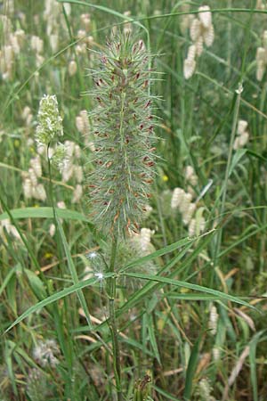 Trifolium angustifolium \ Schmalbl�ttriger Klee / Narrow Clover, GR Igoumenitsa 13.5.2008