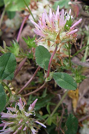 Trifolium physodes \ Geschwollener Klee / Bladder Clover, GR Igoumenitsa 13.5.2008