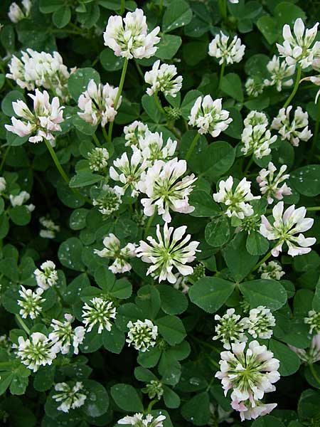 Trifolium repens \ Wei-Klee, Weiklee / White Clover, GR Dodoni 14.5.2008