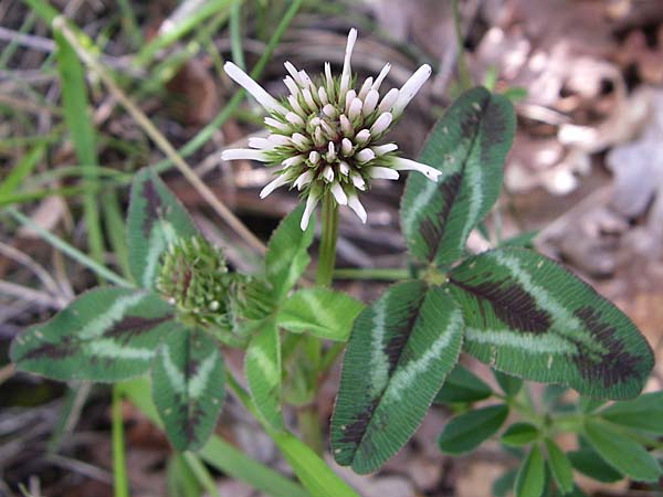 Trifolium physodes \ Geschwollener Klee / Bladder Clover, GR Zagoria, Mikro Papingko 17.5.2008