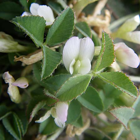Trifolium uniflorum \ Einbl&uuml;tiger Klee / One-Flowered Clover, GR Parnitha 22.5.2008