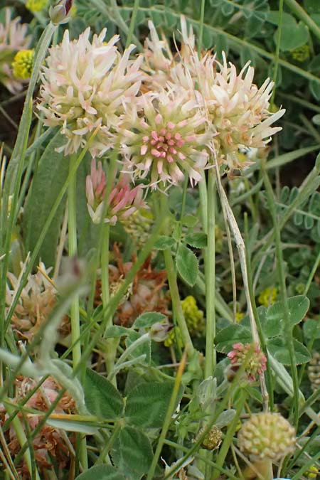 Trifolium physodes \ Geschwollener Klee / Bladder Clover, GR Peloponnes, Chelmos 18.5.2024