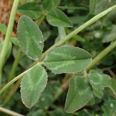Trifolium physodes \ Geschwollener Klee / Bladder Clover, GR Peloponnes, Chelmos 18.5.2024