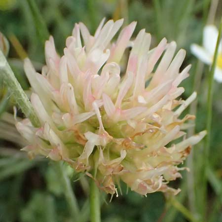 Trifolium physodes \ Geschwollener Klee / Bladder Clover, GR Peloponnes, Chelmos 18.5.2024