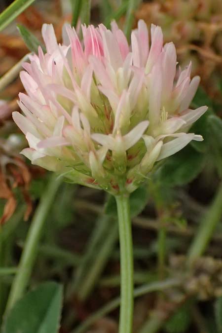 Trifolium physodes \ Geschwollener Klee / Bladder Clover, GR Peloponnes, Chelmos 18.5.2024