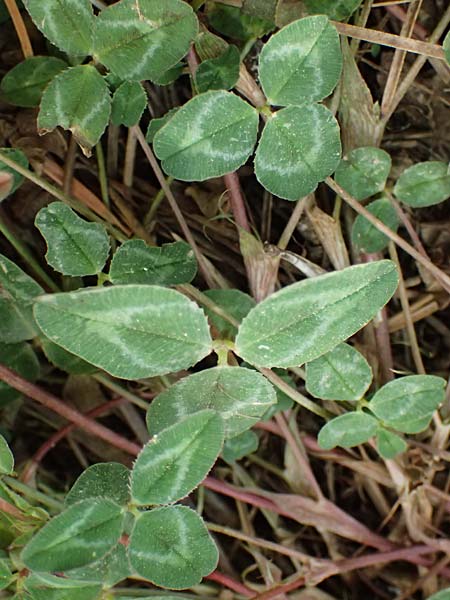 Trifolium physodes \ Geschwollener Klee / Bladder Clover, GR Peloponnes, Mt. Kyllini, Mesi Trikalon 21.5.2024