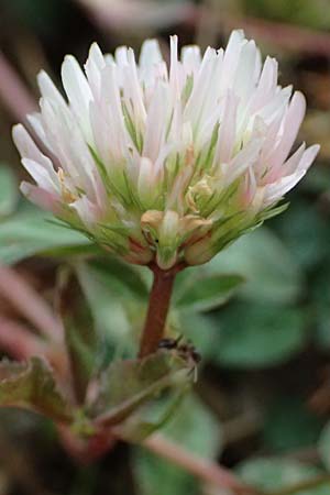 Trifolium physodes \ Geschwollener Klee / Bladder Clover, GR Peloponnes, Mt. Kyllini, Mesi Trikalon 21.5.2024