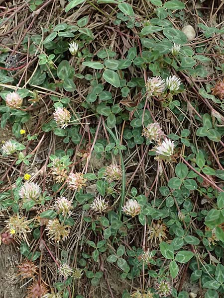 Trifolium physodes \ Geschwollener Klee / Bladder Clover, GR Peloponnes, Mt. Kyllini, Mesi Trikalon 21.5.2024