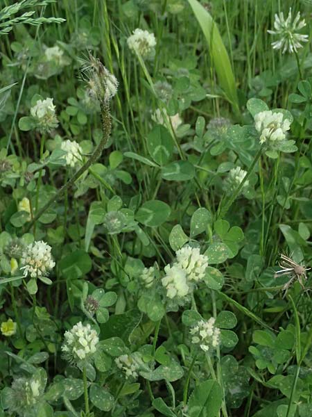 Trifolium cherleri \ Cherlers Klee / Cherler's Clover, Hairy Clover, GR Peloponnes, Chelmos, Limni Doxa 22.5.2024