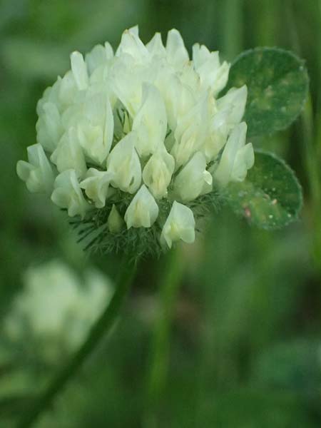 Trifolium cherleri \ Cherlers Klee / Cherler's Clover, Hairy Clover, GR Peloponnes, Chelmos, Limni Doxa 22.5.2024