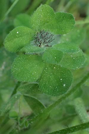 Trifolium cherleri \ Cherlers Klee / Cherler's Clover, Hairy Clover, GR Peloponnes, Chelmos, Limni Doxa 22.5.2024