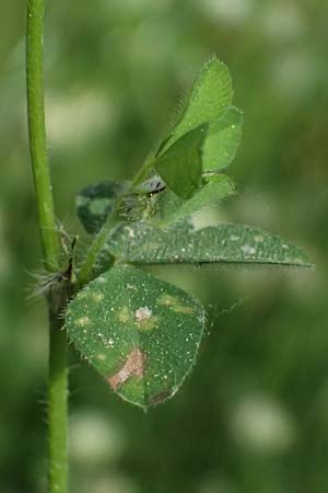 Trifolium cherleri \ Cherlers Klee / Cherler's Clover, Hairy Clover, GR Peloponnes, Chelmos, Limni Doxa 22.5.2024