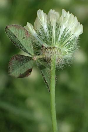 Trifolium cherleri \ Cherlers Klee / Cherler's Clover, Hairy Clover, GR Peloponnes, Chelmos, Limni Doxa 22.5.2024