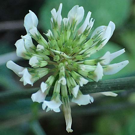 Trifolium michelianum \ Micheli-Klee / Micheli's Clover, GR Peloponnes, Chelmos, Klitoria 23.5.2024