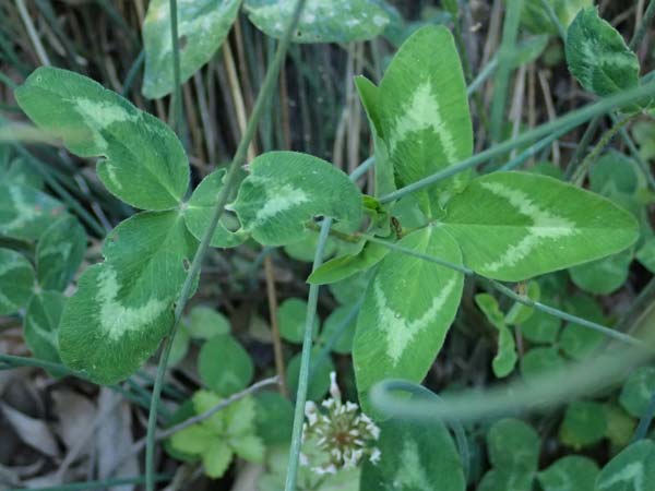 Trifolium michelianum \ Micheli-Klee / Micheli's Clover, GR Peloponnes, Chelmos, Klitoria 23.5.2024