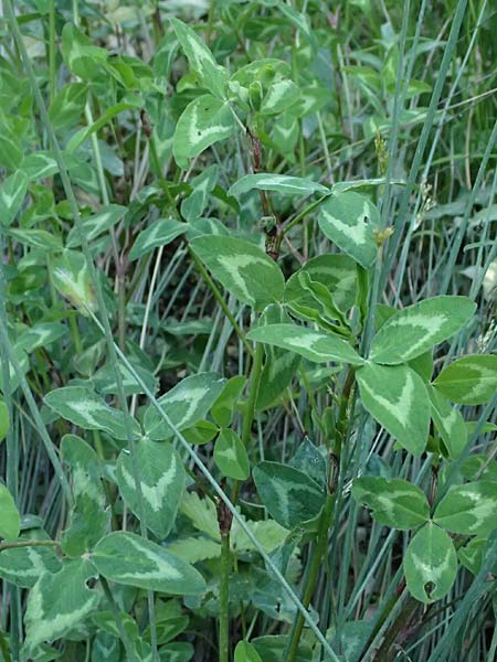 Trifolium michelianum \ Micheli-Klee / Micheli's Clover, GR Peloponnes, Chelmos, Klitoria 23.5.2024