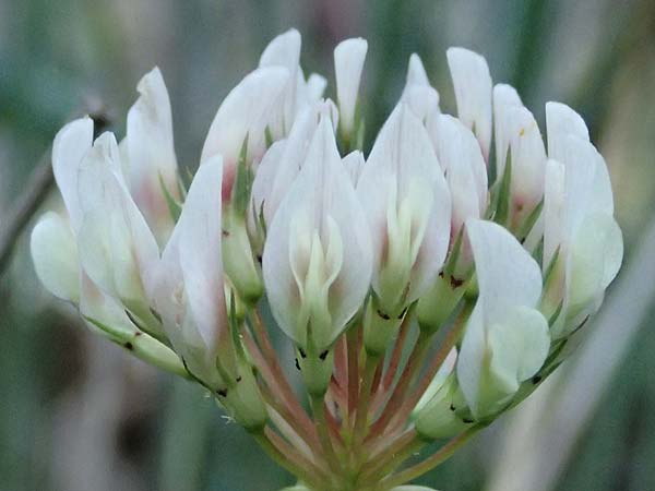 Trifolium michelianum \ Micheli-Klee / Micheli's Clover, GR Peloponnes, Chelmos, Klitoria 23.5.2024