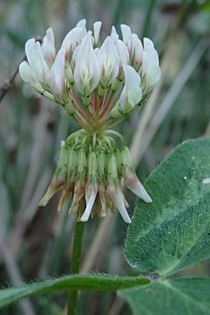 Trifolium michelianum \ Micheli-Klee / Micheli's Clover, GR Peloponnes, Chelmos, Klitoria 23.5.2024